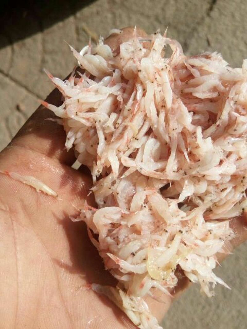 好吃不贵，经济实惠，渤海湾虾酱