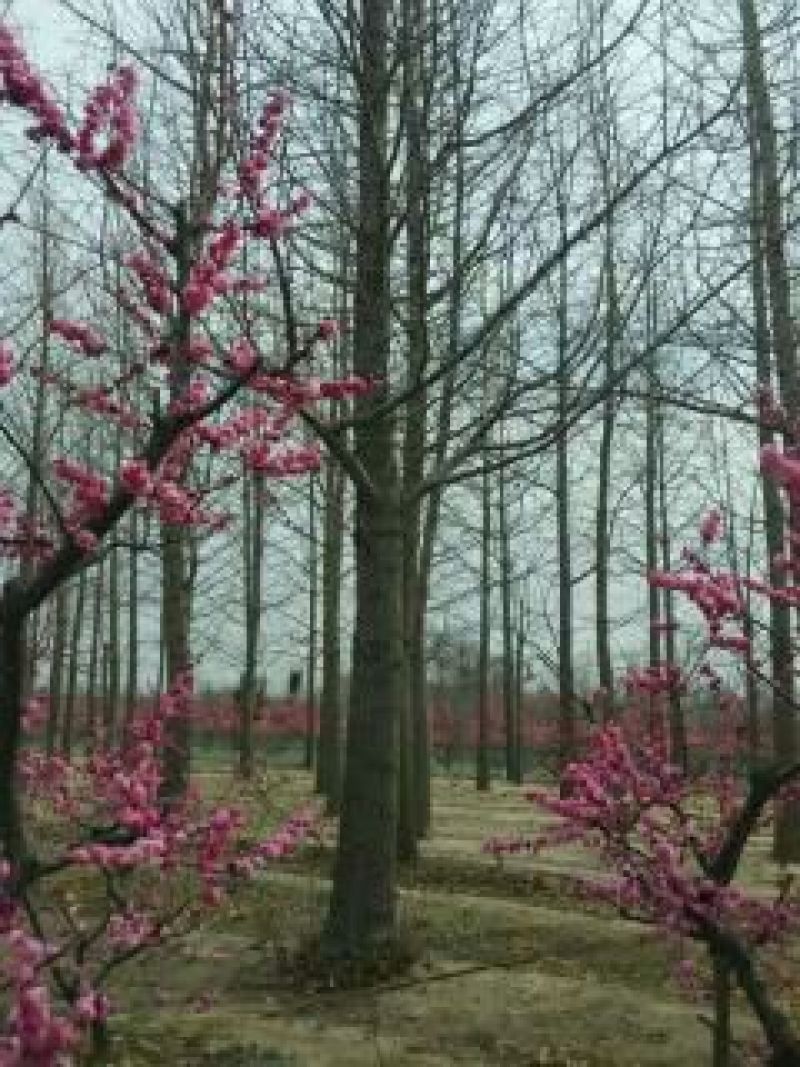 梅花树80~100cm