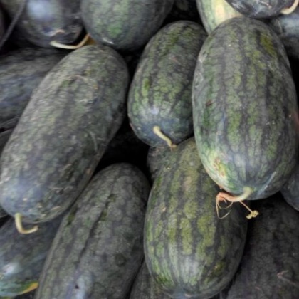 广西南宁市西乡塘区小富西瓜 5斤打底 8成熟 1