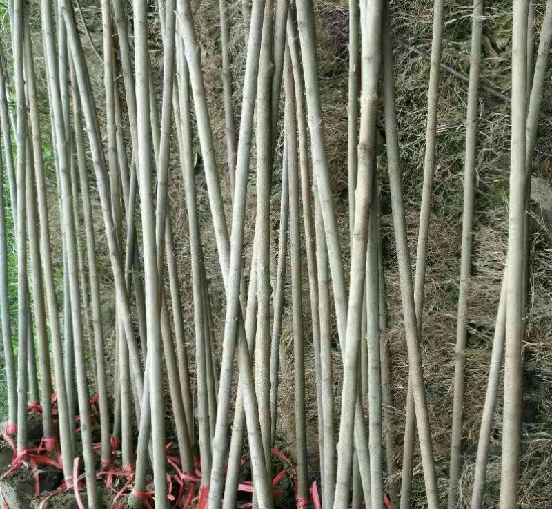 大叶女贞4cm以下