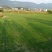 马尼拉草坪