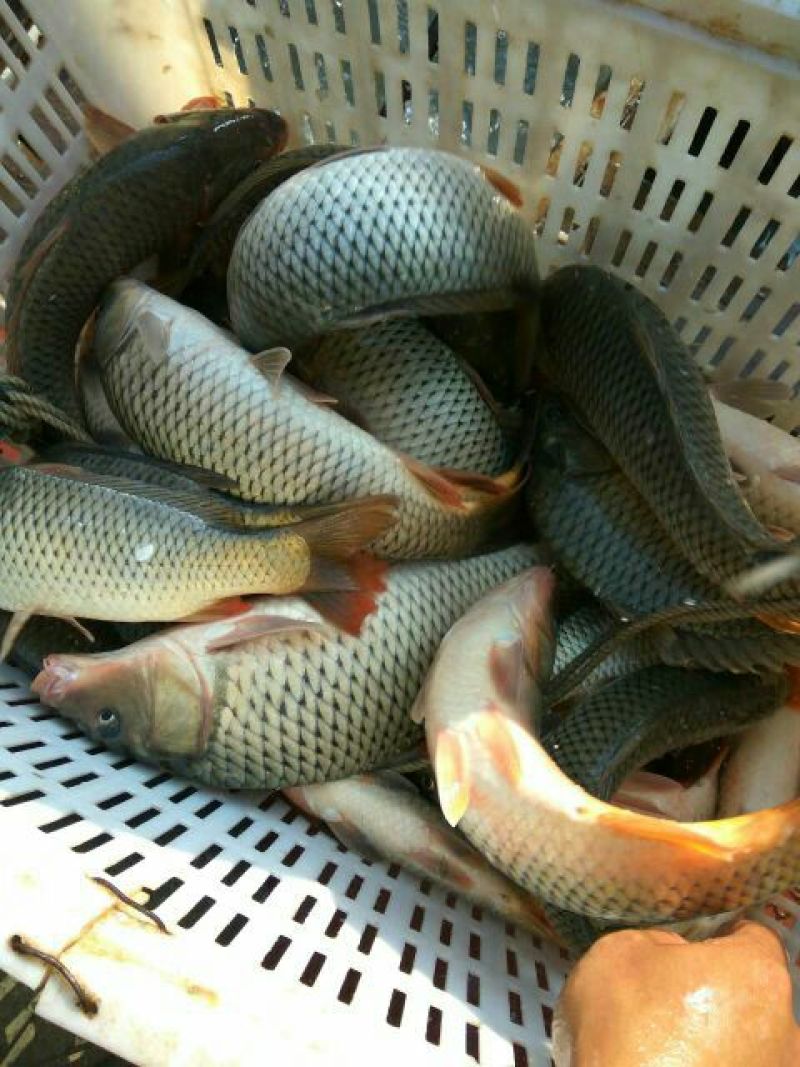 河鲤鱼食用1~2公斤