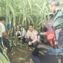 广西，广东黑皮甘蔗甘蔗苗甘蔗种黑甘蔗苗产地批发