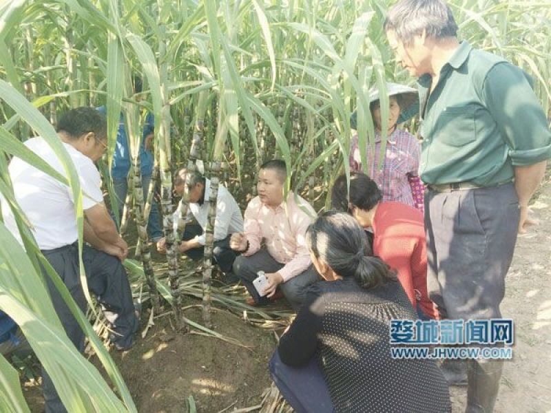 广西，广东黑皮甘蔗甘蔗苗甘蔗种黑甘蔗苗产地批发
