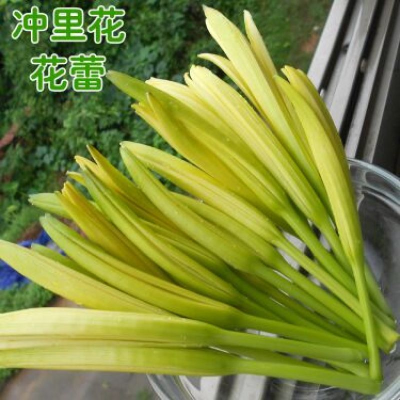 黄花菜种苗--冲里花