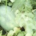 龙卷风西瓜10斤打底9成熟1茬