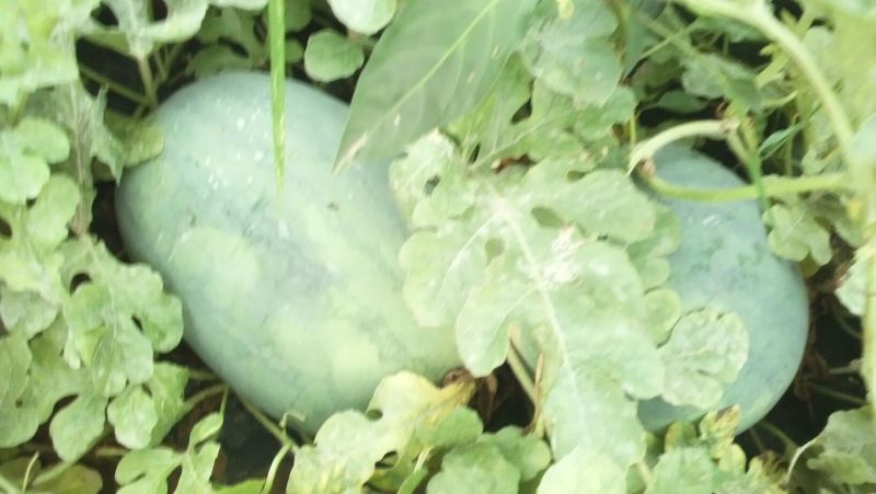 龙卷风西瓜10斤打底9成熟1茬