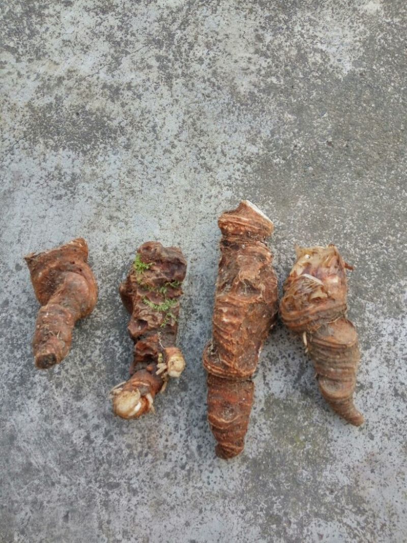 七叶一支花