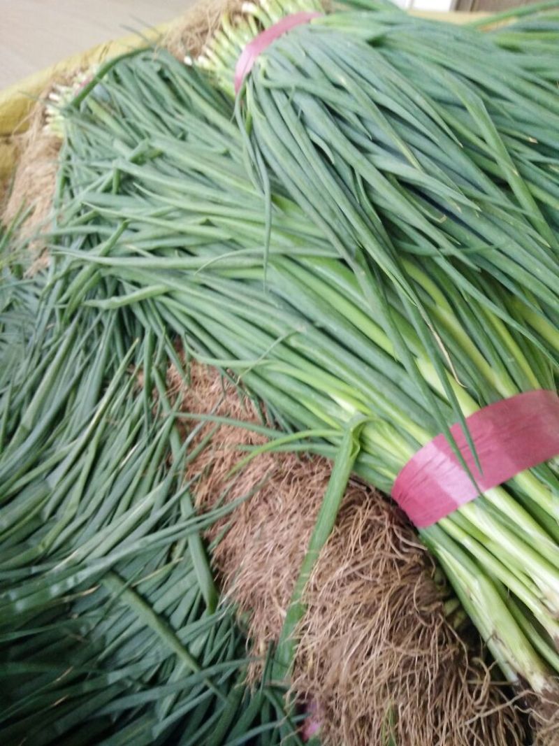 香葱小葱大量有货需要联系50~55cm