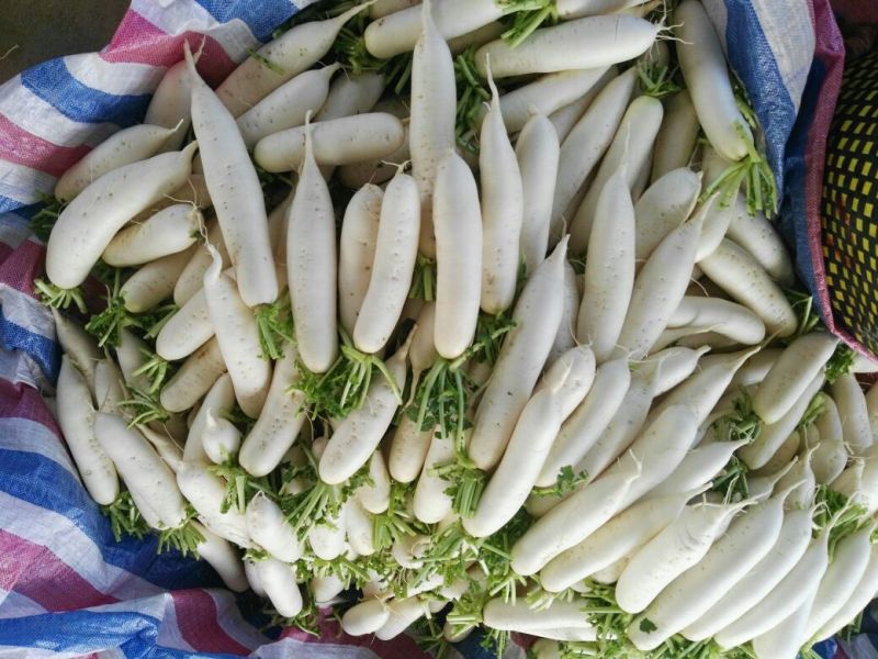 白萝卜1~1.5斤起