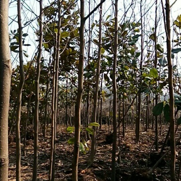 白玉兰苗地栽苗80cm以上