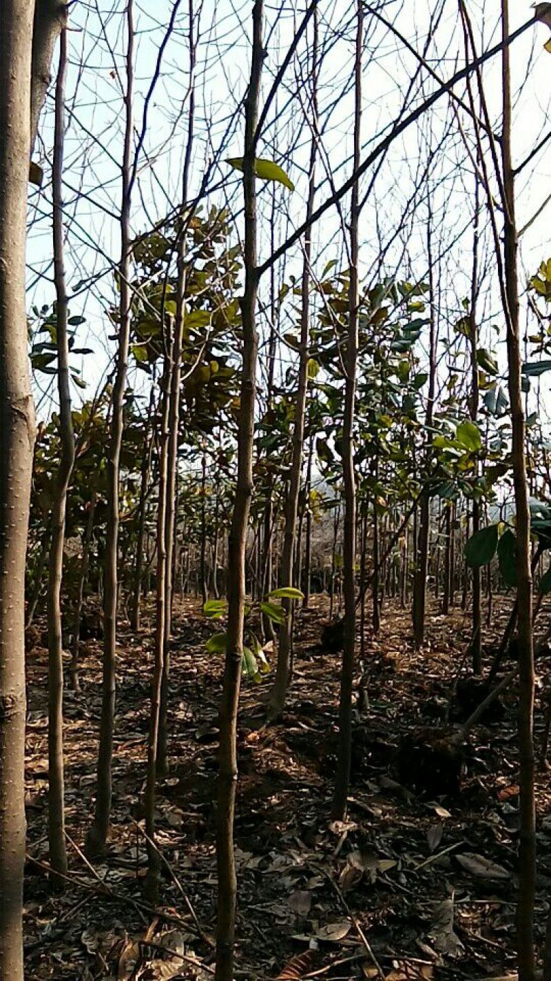 白玉兰苗地栽苗80cm以上