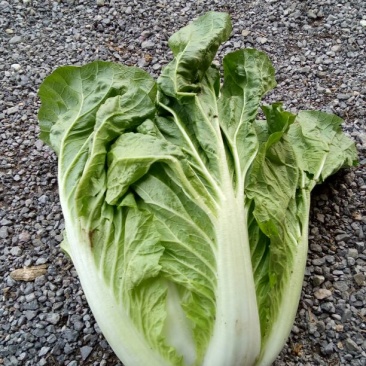 【热卖中】山东青岛平度白菜大量现货产地直发
