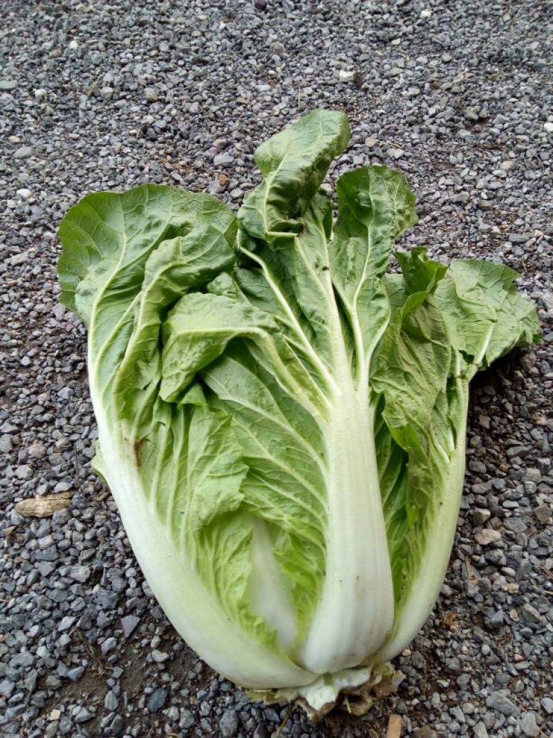 【热卖中】山东青岛平度白菜大量现货产地直发