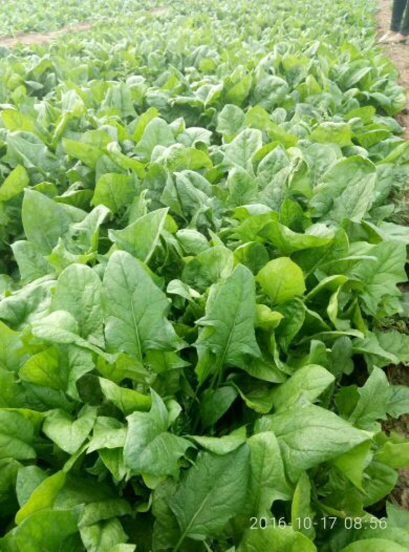 大叶菠菜15~20厘米