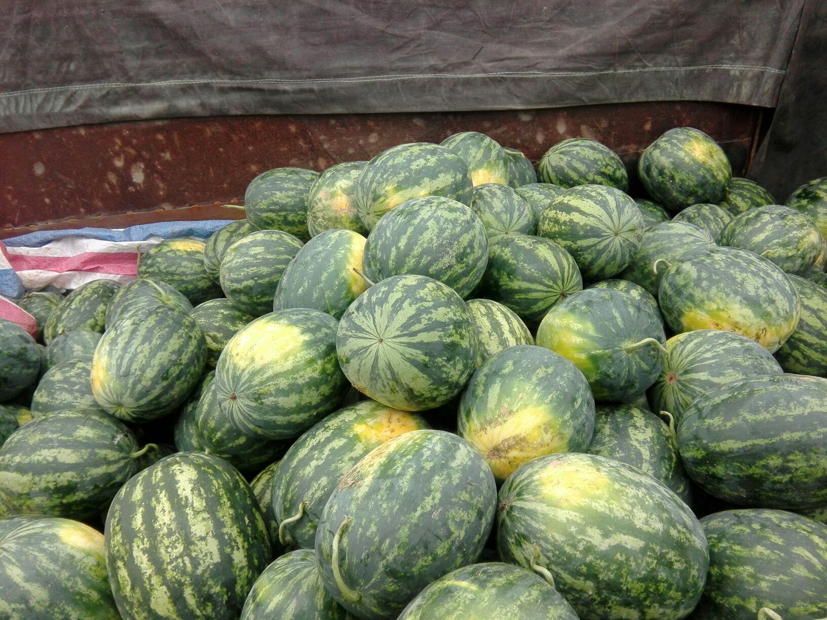 西瓜广西南宁市江南区_批发_供应-一亩田农业