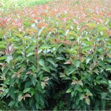 海棠2cm以下2~4cm4~6cm4cm以下4~6