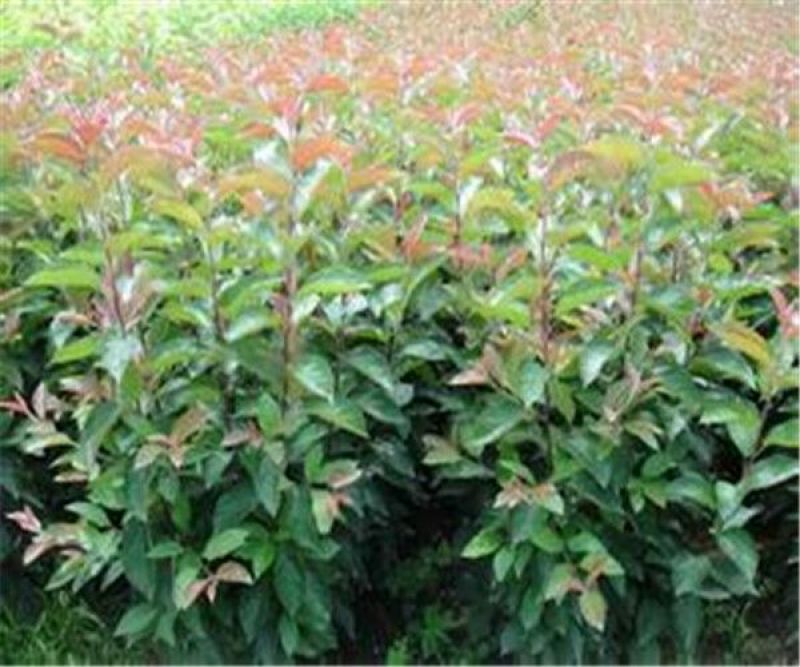 海棠2cm以下2~4cm4~6cm4cm以下4~6
