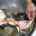 生态甲鱼