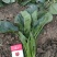 大叶菠菜25~30厘米