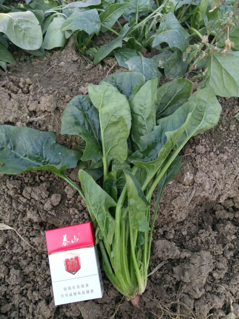 大叶菠菜25~30厘米