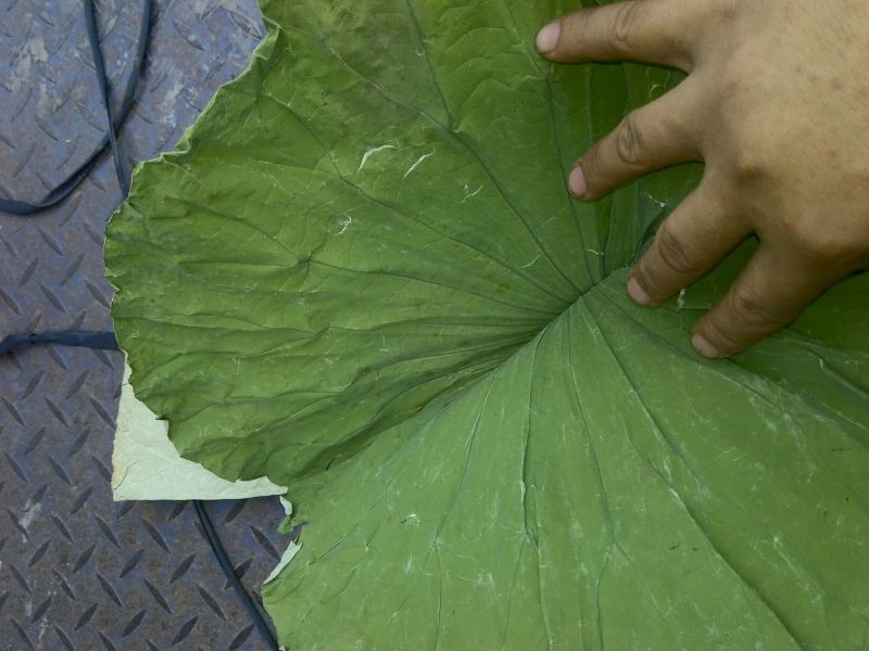 荷叶选货包装叶叫花鸡荷叶饭精品荷叶质量保证