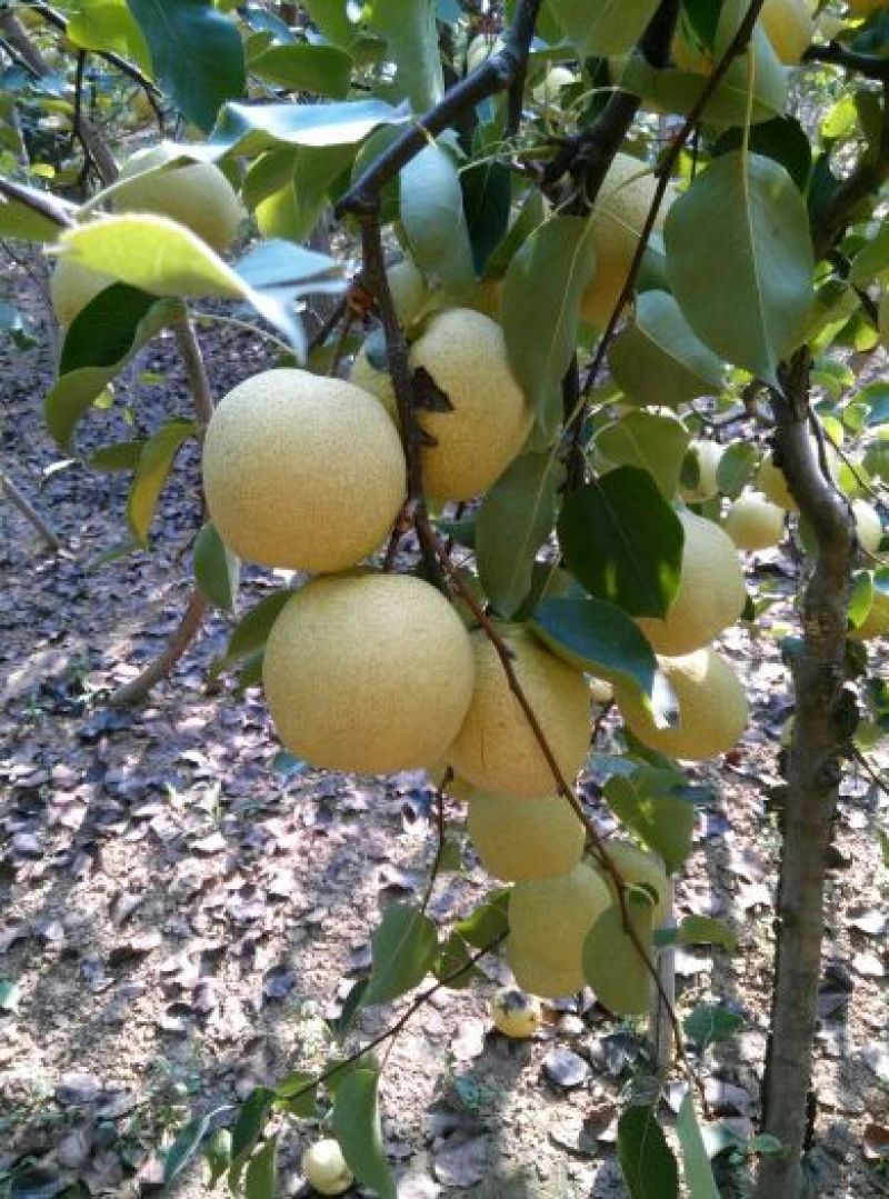 砀山梨200~250g光果
