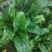 大叶菠菜25~30厘米
