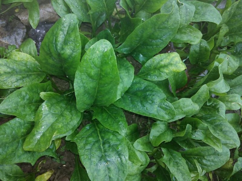 大叶菠菜25~30厘米