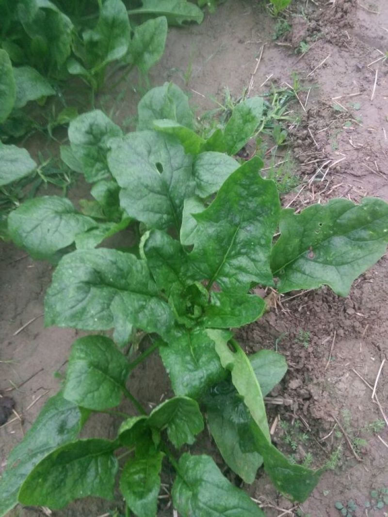 大叶菠菜30~35厘米
