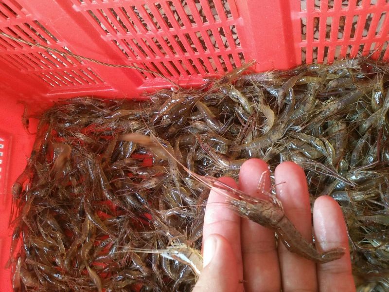 河虾活虾26~30只/kg
