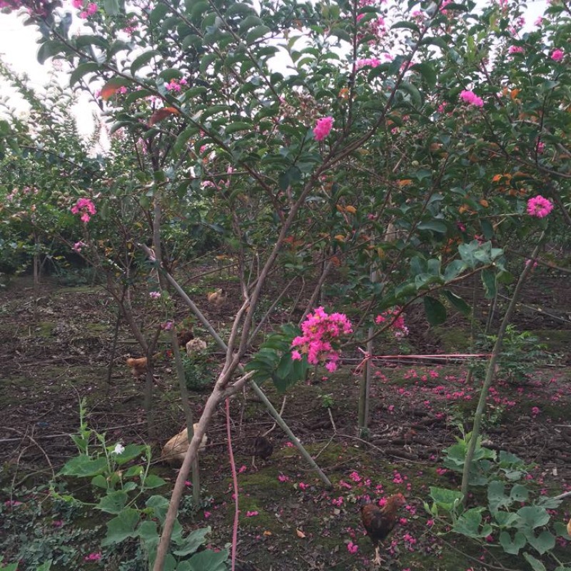 红花紫薇