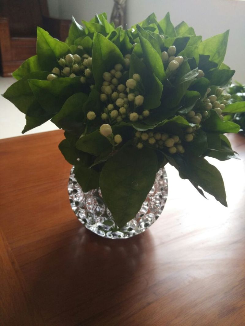 鲜切茉莉花