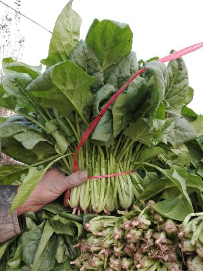 越冬菠菜25~30厘米