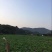 压榨菜籽油