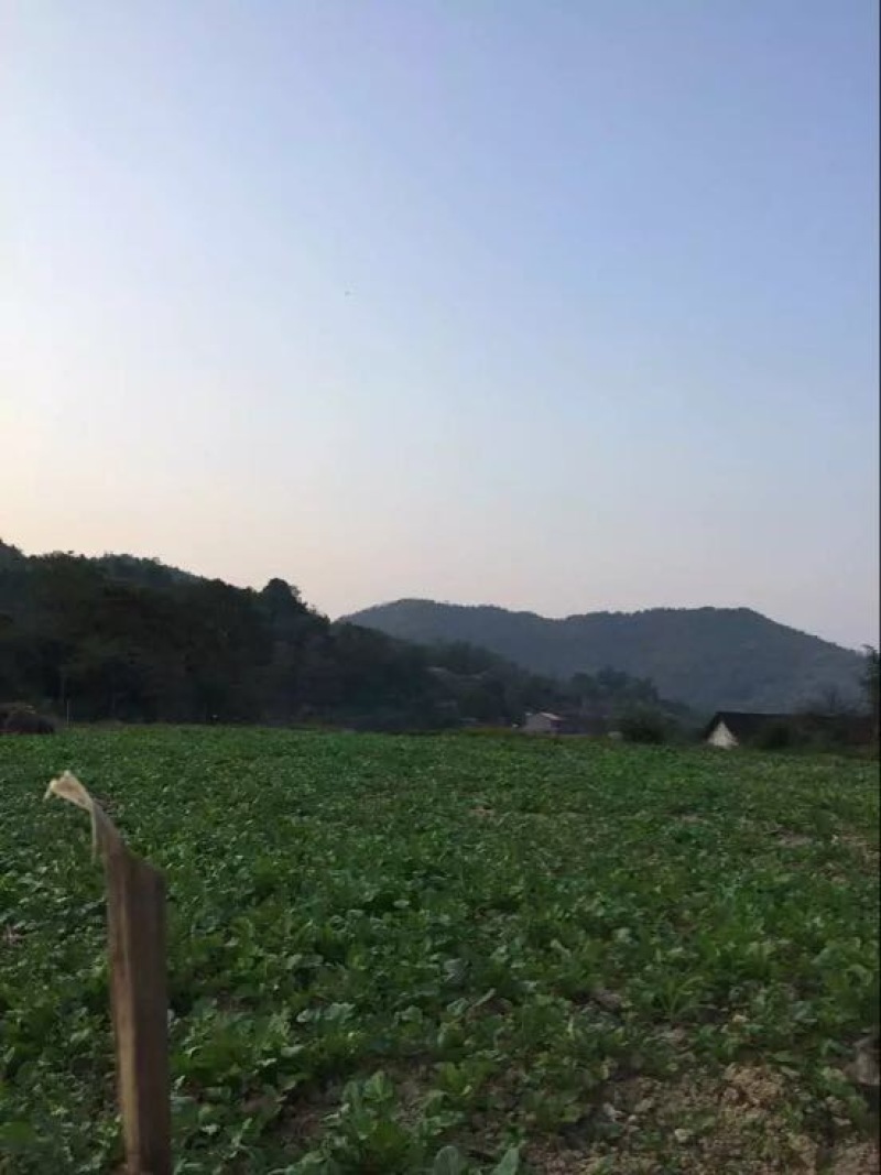 压榨菜籽油