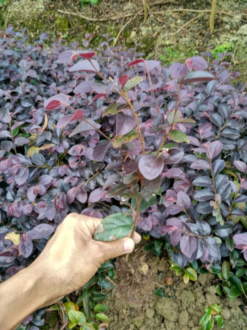 红继木苗红花继木园林绿化工程红继木小苗自产自销批发价