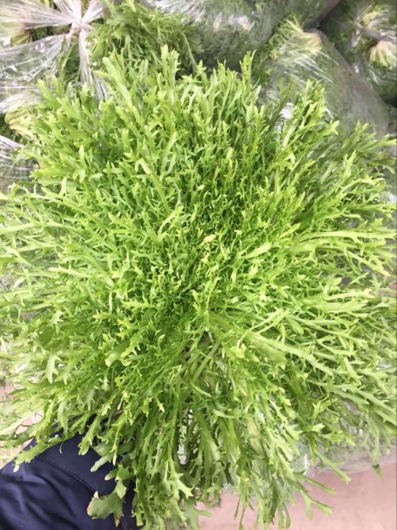 苦菊