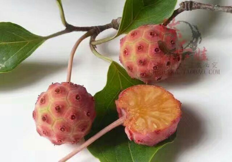 沙枣苗