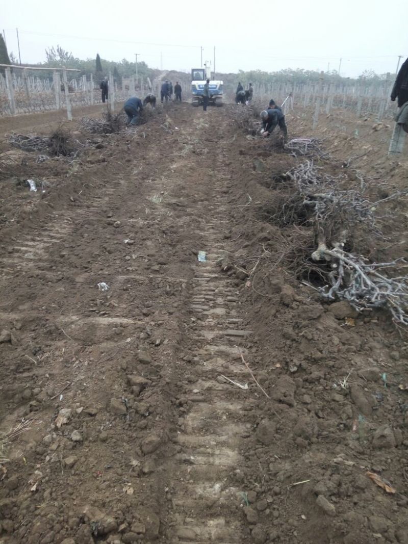 葡萄树1.1~1.5m各种规格齐全淘汰葡萄树苗大量