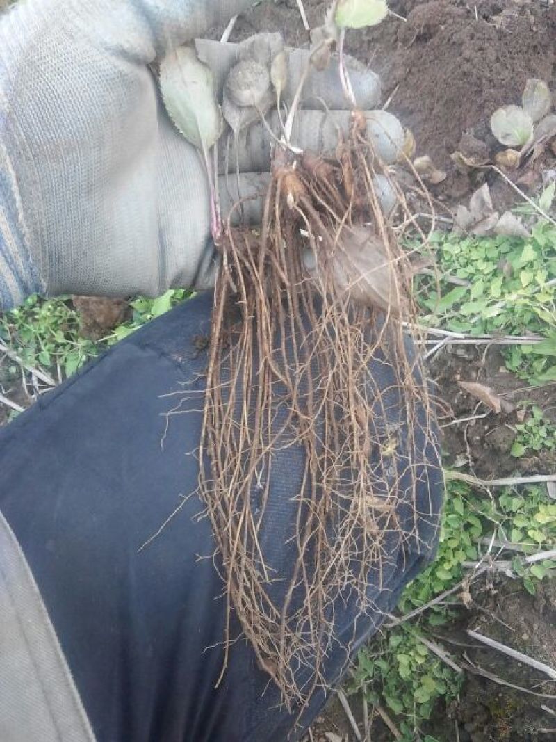 苍术种苗包技术苗后除草药