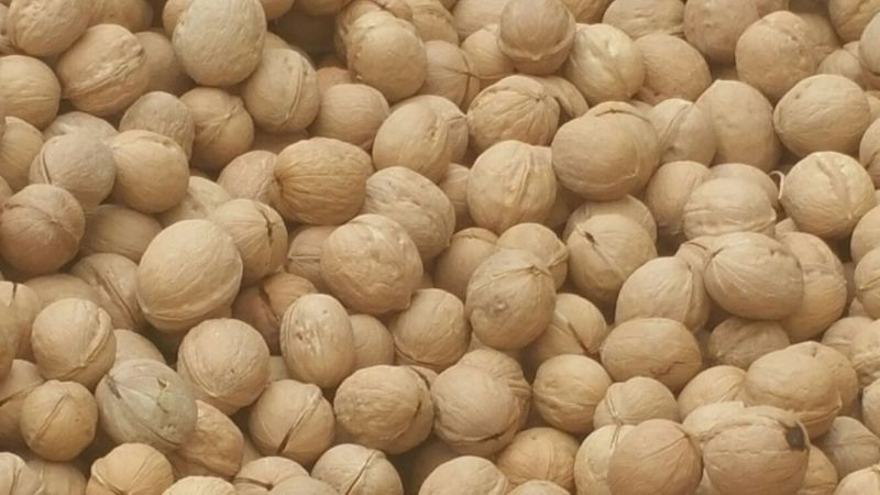 新疆核桃
