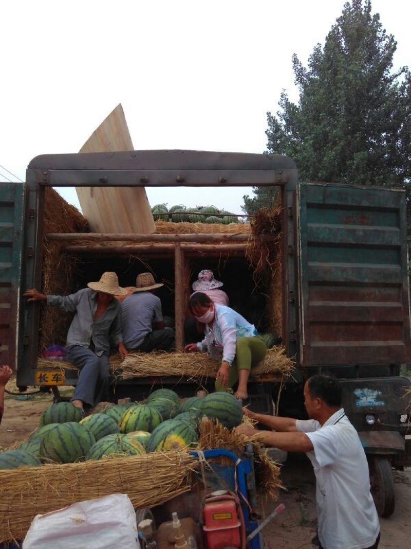安徽砀山美都西瓜大量上市大棚种植8成熟头茬西瓜