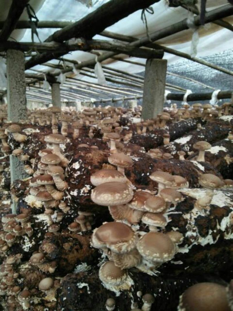 干香菇