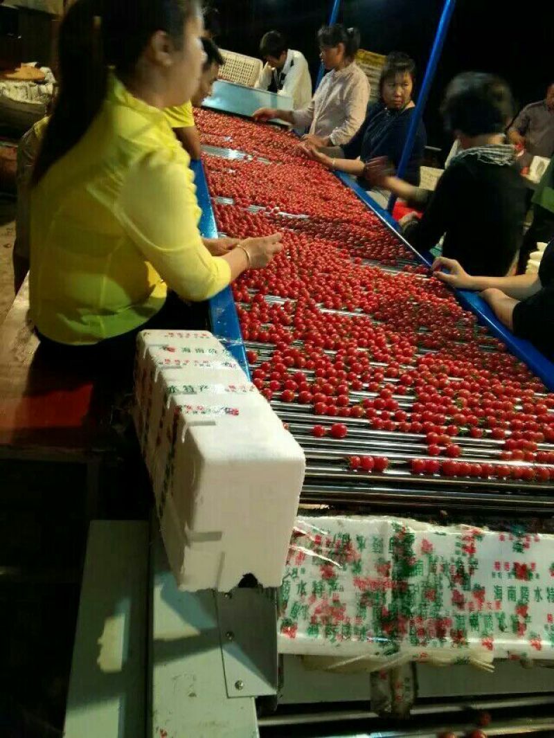 圣女果海南千禧圣女果量大价更优