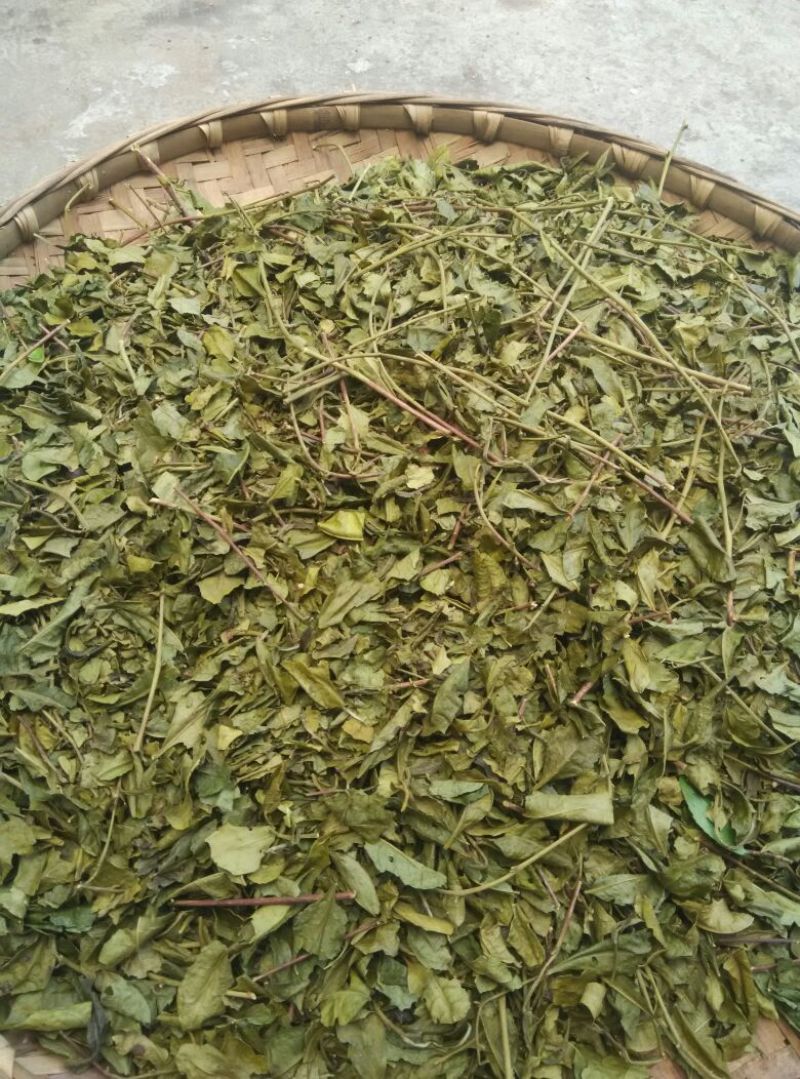川茶末茶