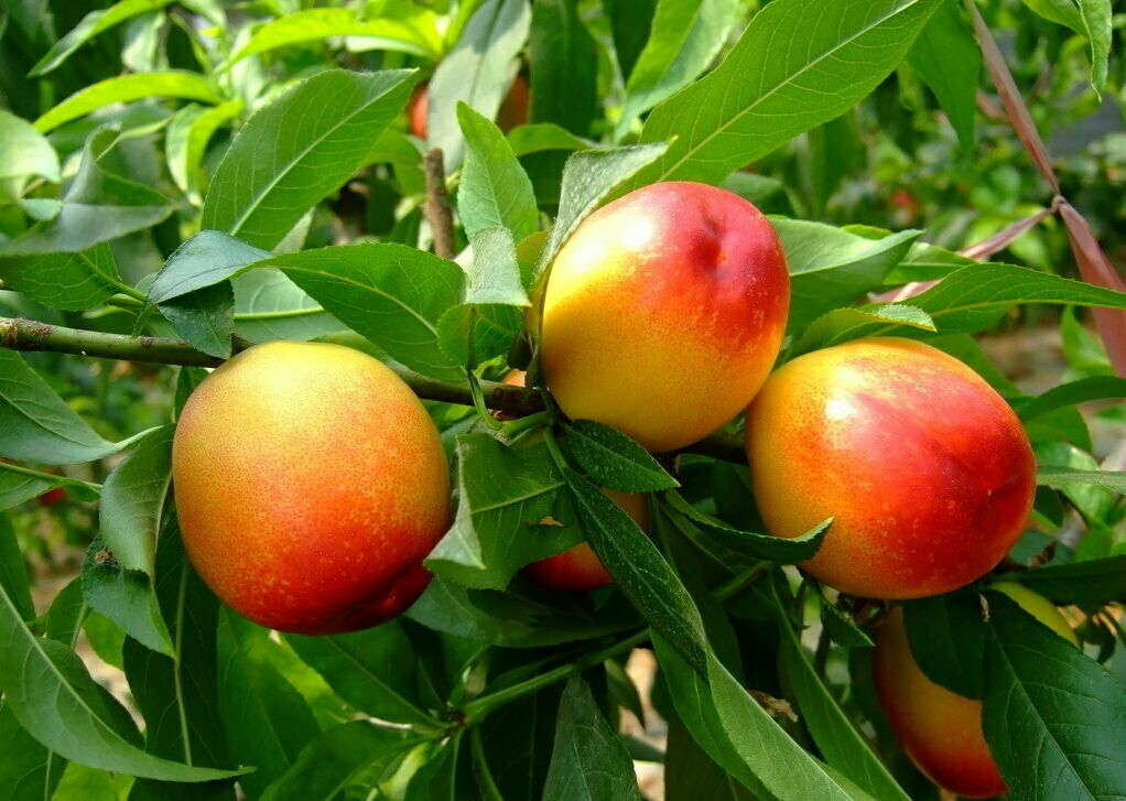 油桃_单个果重:2两以上 包装方式:塑料筐 _刘世