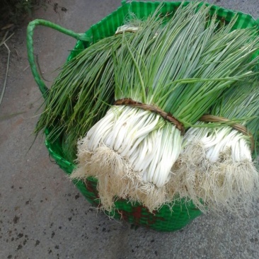 香葱小葱