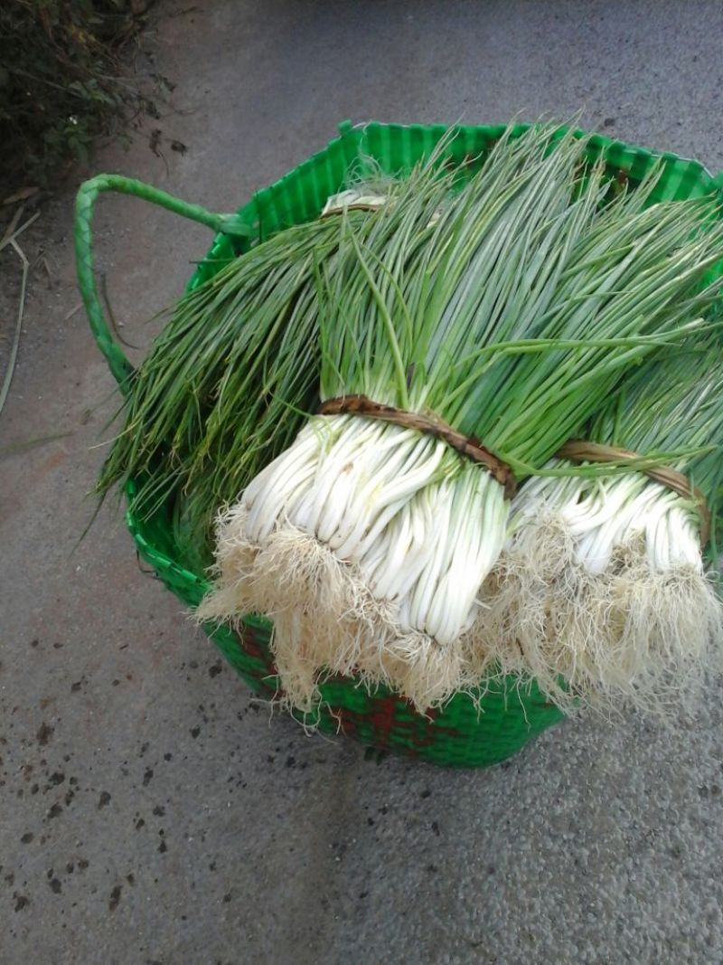 香葱小葱