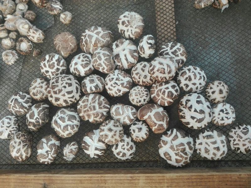 鲜香菇1%秋袋冬菇3cm以上